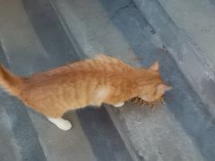 -艾贝尔宠物医院·24H转诊中心·肿瘤猫专科(江宁双龙店)