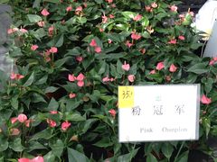-上海鲜花港