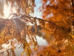 -上海海湾国家森林公园