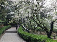 -武汉大学-樱园
