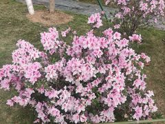 -东莞植物园
