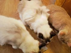 -1013 PET SHOP精品宠物商店(丁香店)