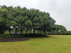 -上海滨江森林公园