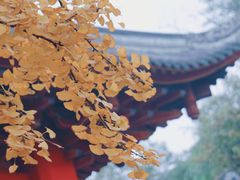 -四川大学(望江校区)