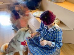 -Husky Go! 哈士奇体验馆·宠物咖啡厅狗咖
