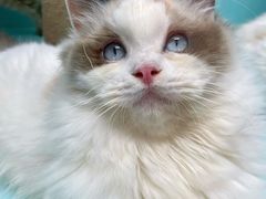 -猫宠乐园·专业洗护