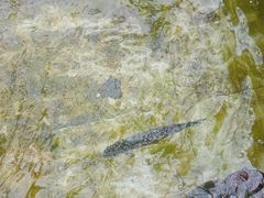 -北京龙庆四季香农家饭庄·灶台鱼·碳烤虹鳟鱼(龙庆峡店)