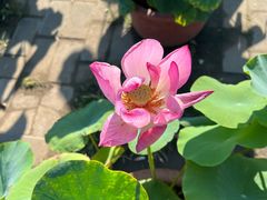 -莲花池公园