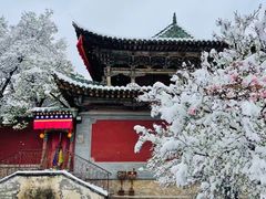 -塔尔寺-菩提树