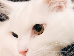 -飞行喵MR PILOT|猫舍·猫咖(静安大融城店)