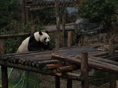 -红山森林动物园