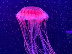 -欢乐海岸海洋奇梦馆
