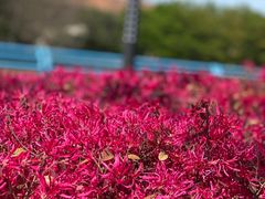 -高东镇樱花园