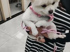 -安安宠医宠物医院·异宠·犬猫内科(岳阳分院)