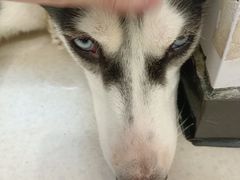 -共舞时光猫咖·狗咖(新街口店)