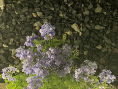 -佰园全日西餐厅-厦门佰翔软件园酒店