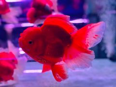 -华声天桥民俗文化园