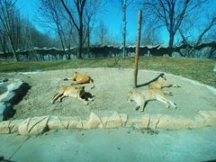 -北京野生动物园