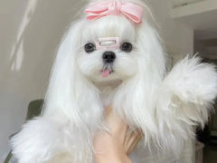 -萌宠之家·腊肠犬·马尔泰·小体犬舍