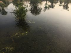 -合肥滨湖国家森林公园