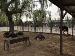 -长白岛森林公园