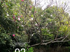 -桃花岛景观公园