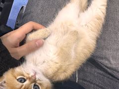 -天使宠物医院·犬猫分诊(彩虹店)