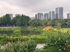 -洋湖国家湿地公园