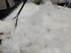 -乐琪宠物医院·犬猫专科·骨外科·急重症