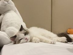 -momokira米努特·德文卷毛猫·棉花面纱犬