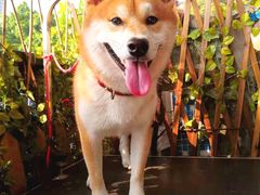 -柴犬高等学院·狗咖·柴犬售卖·宠物训练