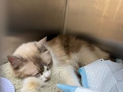-圣宠动物医院·犬猫专科·影像中心·外科中心