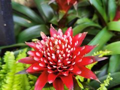 -国家植物园