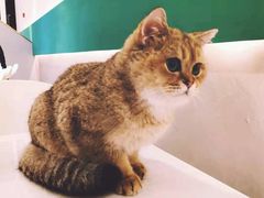 -飞行喵MR PILOT|猫舍·猫咖(静安大融城店)