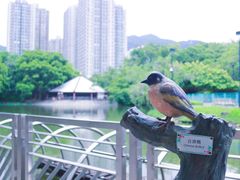 -屯门公园