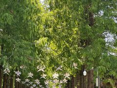 -黄海国家森林公园