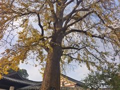 -常熟方塔园