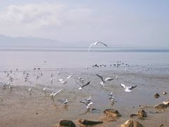 -深圳湾公园(南山区)