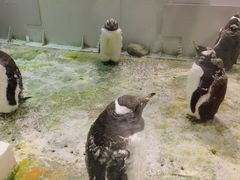 -大连圣亚海洋世界