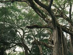 -瑞丽独树成林风景区