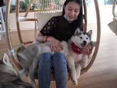 -Husky Go! 哈士奇体验馆·宠物咖啡厅狗咖
