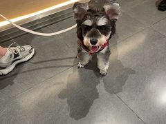 -帕帕拉兹宠物(亚洲旗舰店)