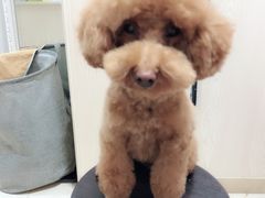-小呆的宠物店·宠物售卖·宠物寄养(城西店)