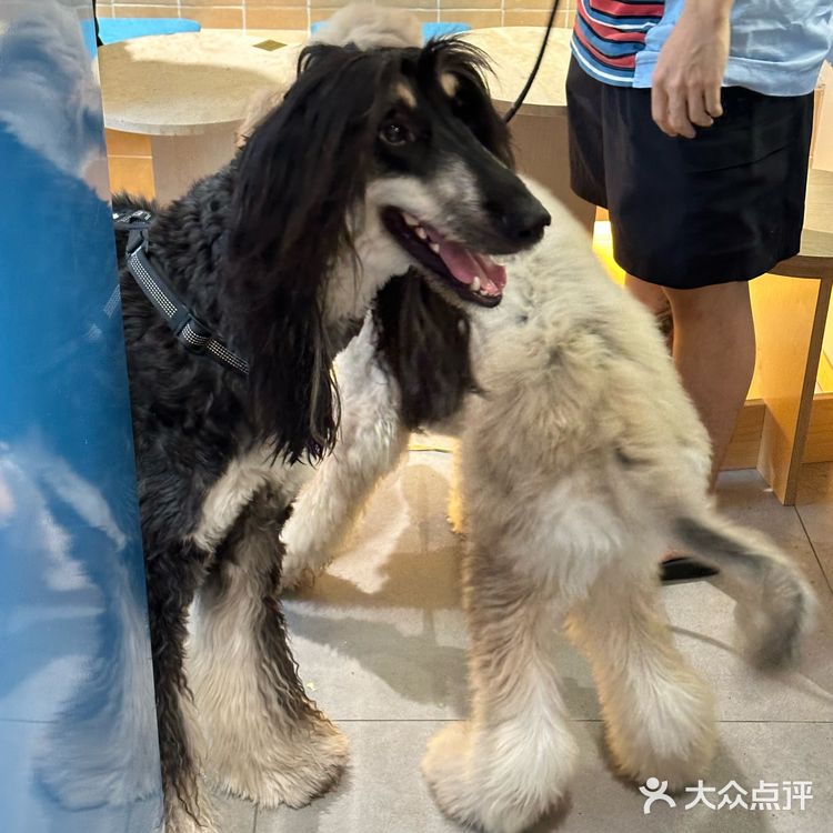 上海新开的漂亮小甜品！是宠物友好店