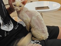 -瞄一喵猫咖(格力海岸店)