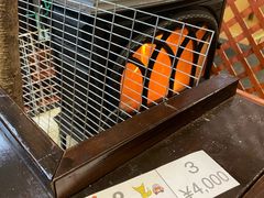 -宫城藏王狐狸村