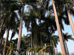 -广州珠江公园