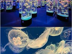 -成都浩海立方海洋公园