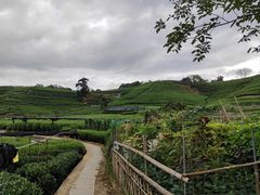 -龙坞茶村