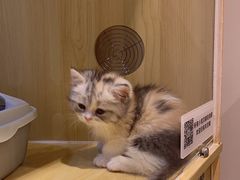 -momokira米努特·德文卷毛猫·棉花面纱犬